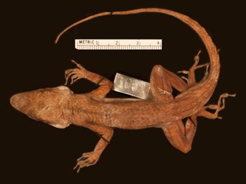 Media type: image;   Herpetology R-10624